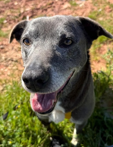 Panchita | 620096310065465