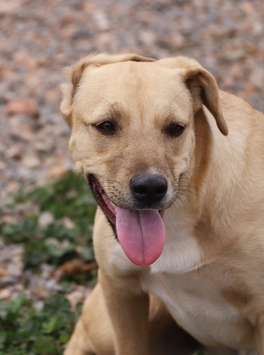 Elvira | 620096310065306