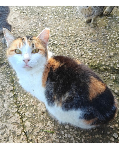 Lori | 620099100069164