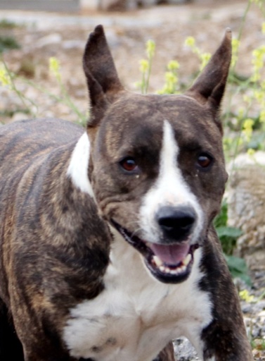 Nárnia | 620099100030680