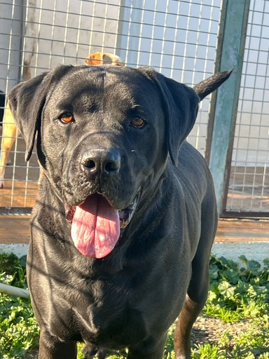 Boris | 620099100032263