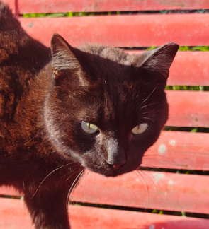 Pipo | 620099100068183