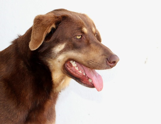 Lady | 620099100066110