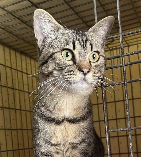 Pézinhos | 620099100155773