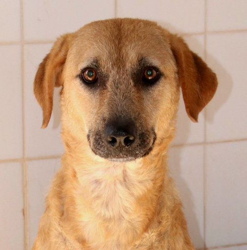 Jara | 620099100068699