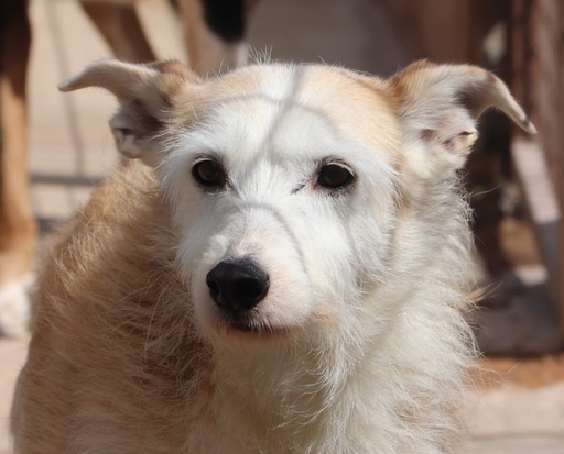 Clayde | 939000010774541