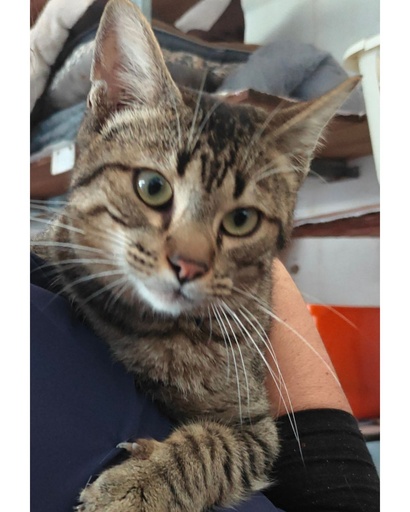 Mimizinho | 620099100066534