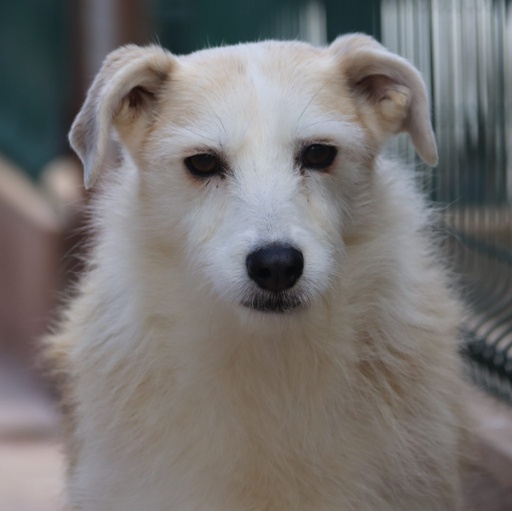 Caracola | 939000010774509