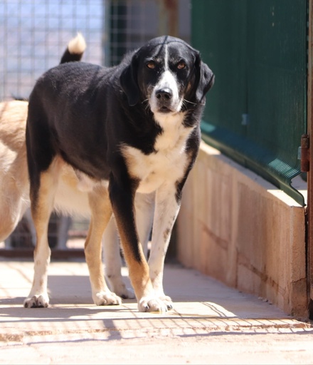 Filhote | 939000010774658