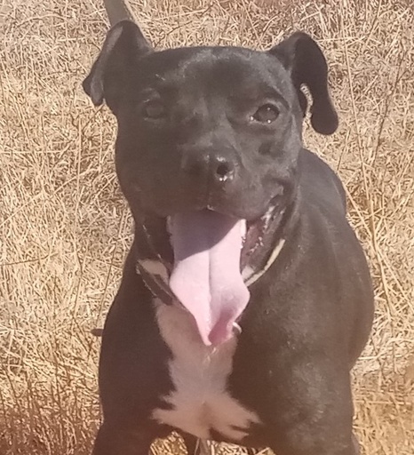 Apolo | 939000010884825