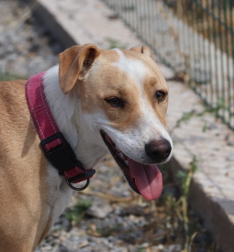 Zara | 620098102315520