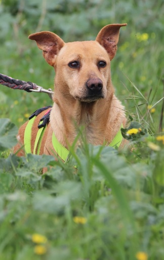 Vega | 620096300000243