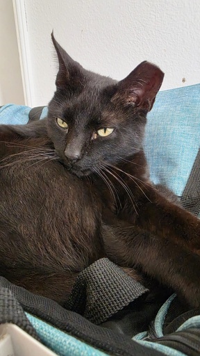 Zeus | 620096310065532