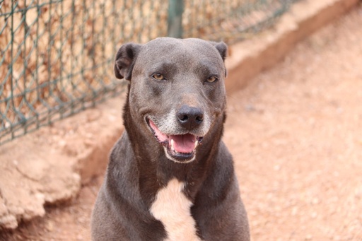 Panchita | 620096310065465