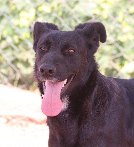 Cândida | 620096310065250