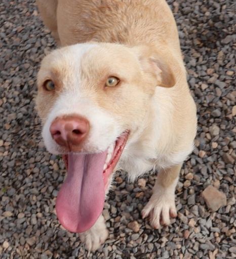 Elfo | 620096310065427