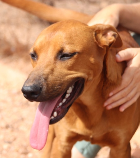 Malina | 620099100068679