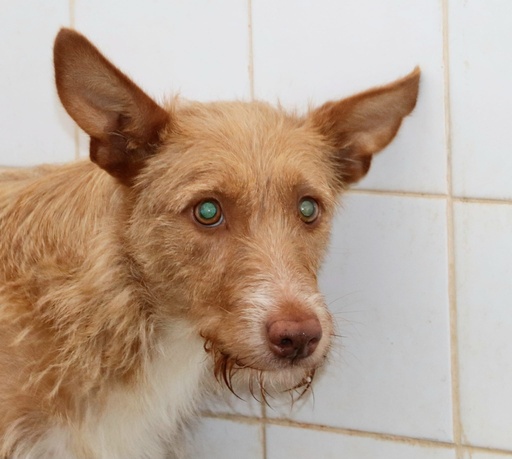 Adriana | 620099100069899