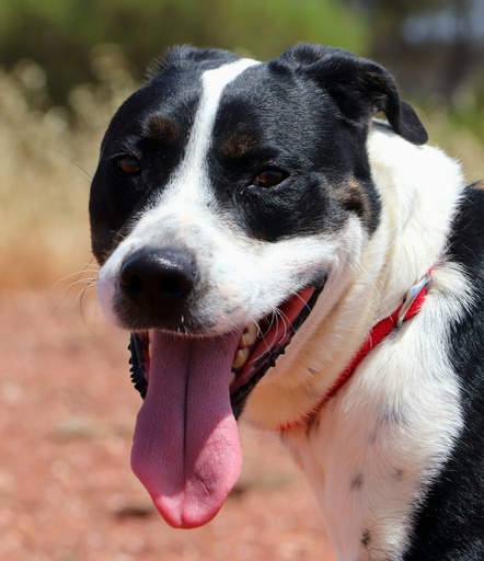 Bagaço | 620099100066195