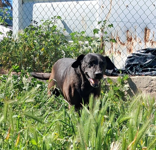 Boby | 620096300141330