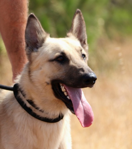 Rocky | 620096310203760