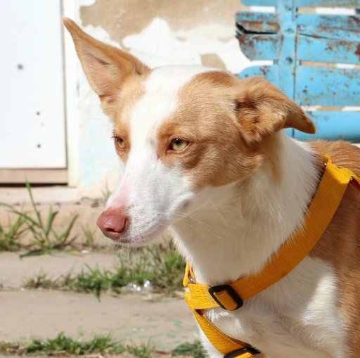 Lila | 620099100068387