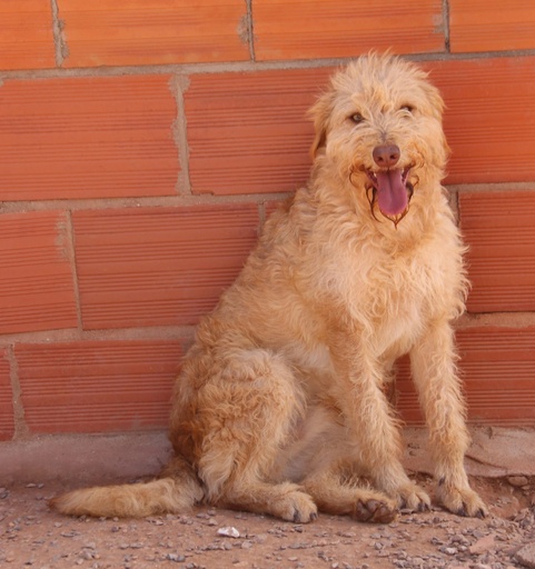 Turbo | 620096310065211