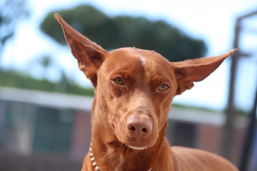 Soho | 620098102243781