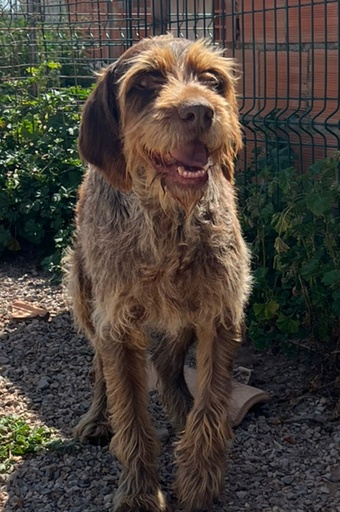 Drago | 941000019097957