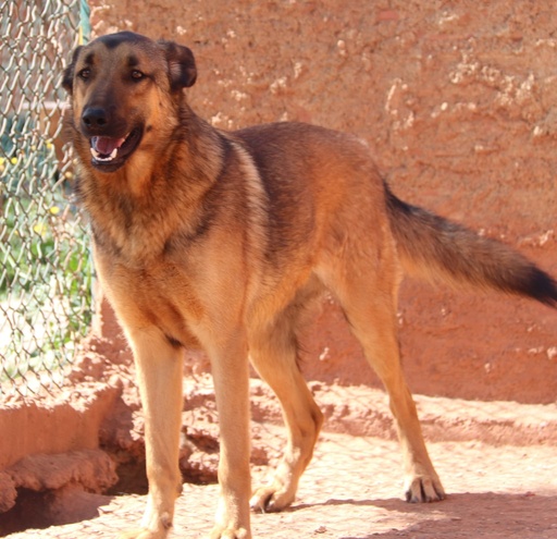 Alonso | 620096310065149